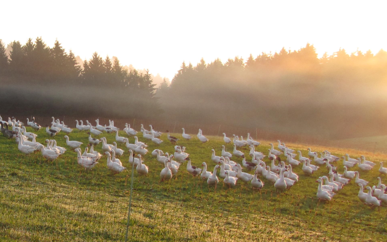 Gänse auf einer grünen Weide