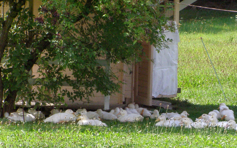 Enten auf der Sommerweide