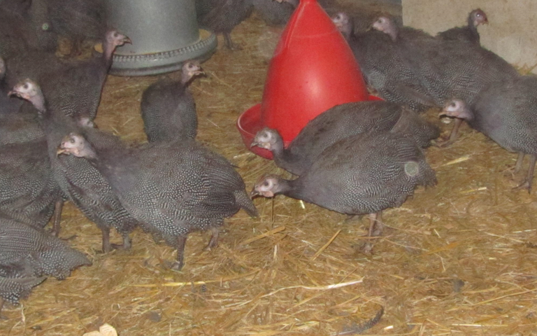 Perlhühner im Stall
