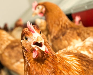 Legehennen im Freien auf dem Geflügelhof Pauli